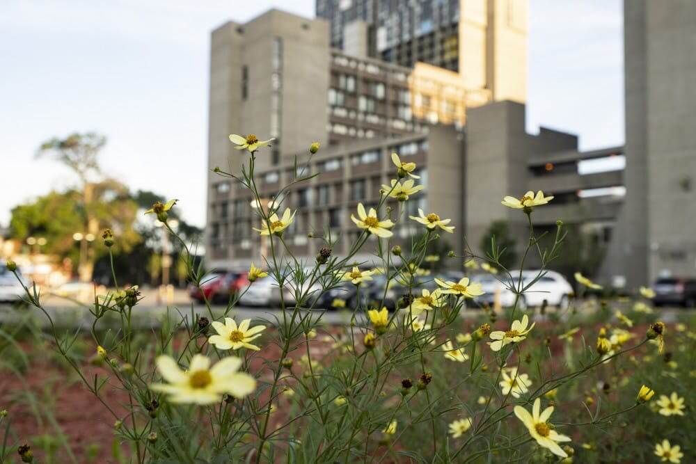 Urban ecosystems grow in Cedar-Riverside